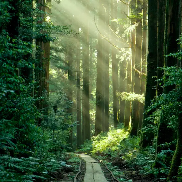 Yakushima cover